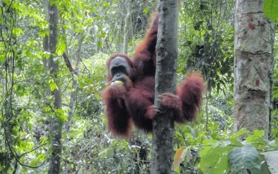 Sumatera Orang Utan Eco Trip 3D2N